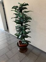 Gummibaum ca. 170cm hoch mit Kübel