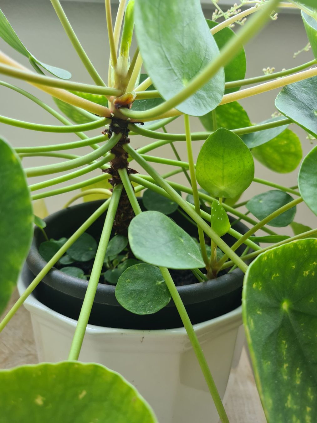 Piante & sementi: Pilea wunderschön mit Blüten – Usato da Reinach BL venduto da andreas_mueller 1