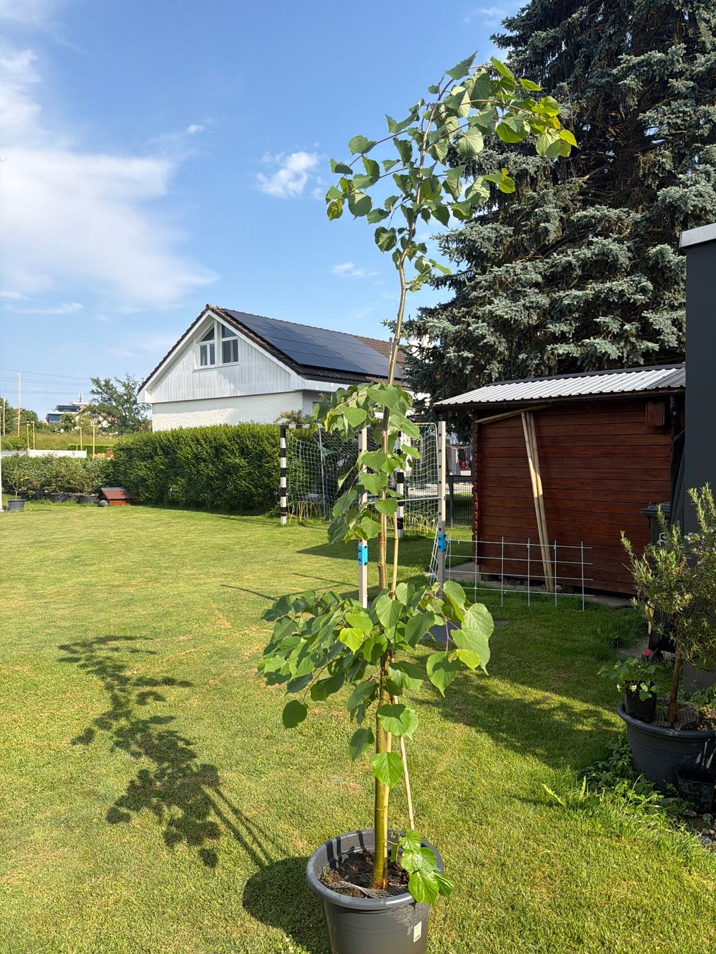 Piante & sementi: Sommerlinde – Usato da Egnach venduto da Staubius2 1