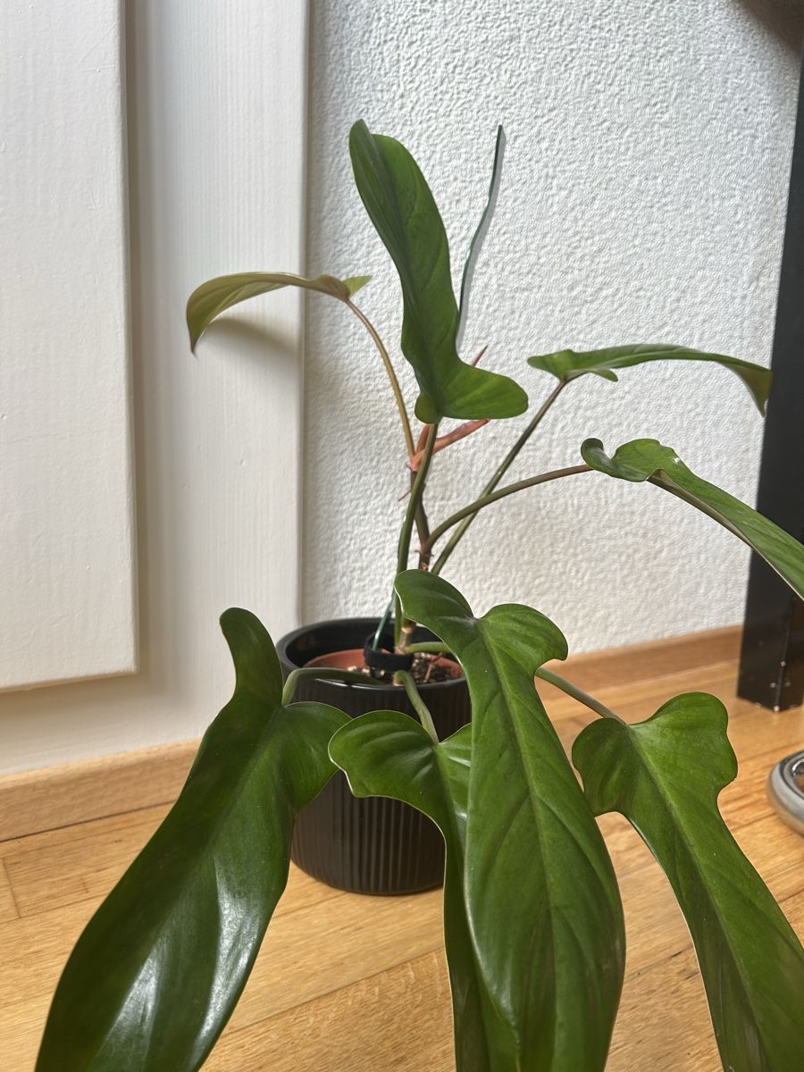 Piante & sementi: Philodendron Flordia Bronze – Usato da Zürich venduto da fabuulois 1