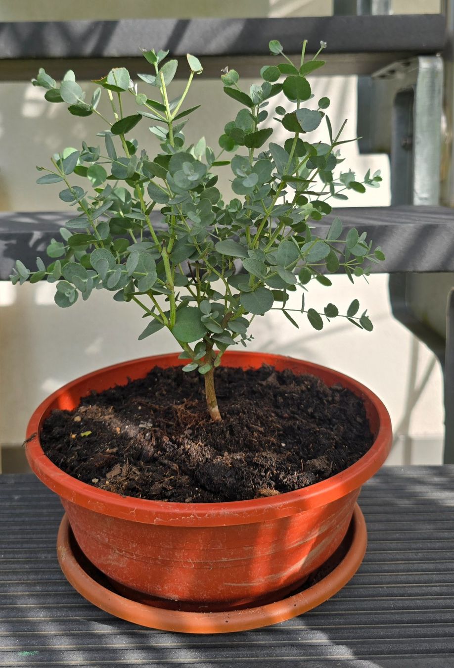 Plantes & graines: Kleine Eukalyptus Pflanze - Tischdeko – D'occasion à Aarburg par popkorn65 3