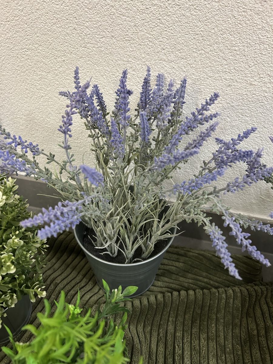 Alle Dekorationen: Deko plantes – Neu (gemäss Beschreibung) aus Perroy von MR6. 3