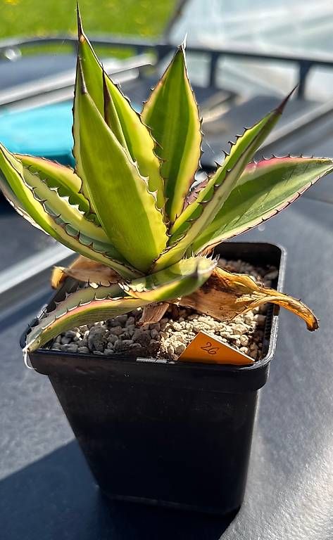 Pflanzen & Samen: Agave – Gebraucht aus Lyssach von Kaktushubi