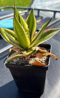 Agave