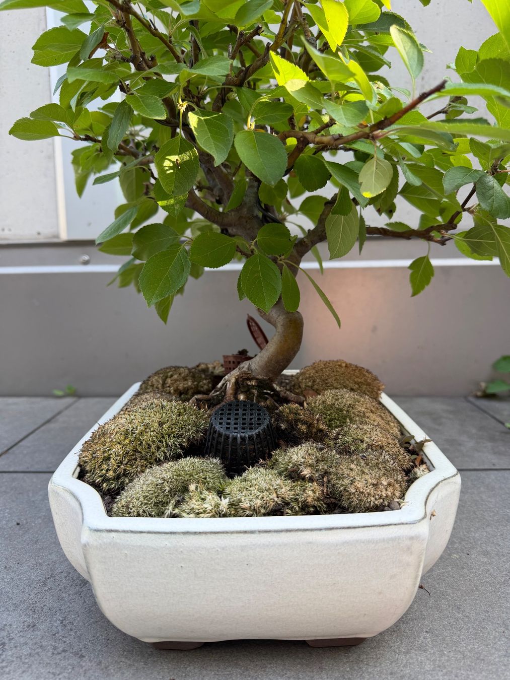 Piante & sementi: Zierapfel Bonsai – Usato da Ennetbaden venduto da miboo 3