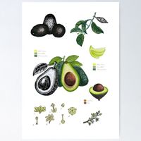 A4 Frucht Druck Art Print von Handgemalte Botanische Avocado