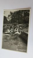 Bern - Tierpark Dählhölzli - Flamingos - 1938
