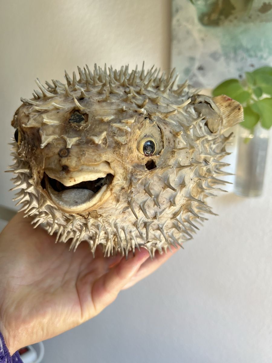 Il mondo degli animali: Präparierter Kugelfisch – Usato da Bern venduto da zanie