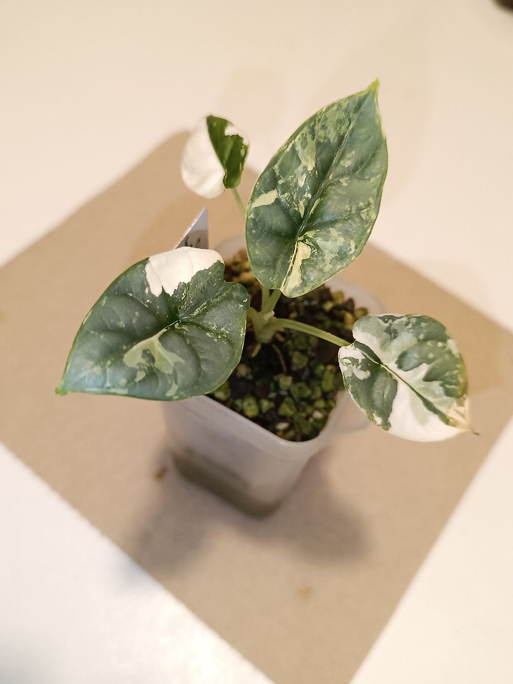 Pflanzen & Samen: Alocasia Silver Dragon Variegata – Neu (gemäss Beschreibung) aus Sevelen von Stine_li_ 1
