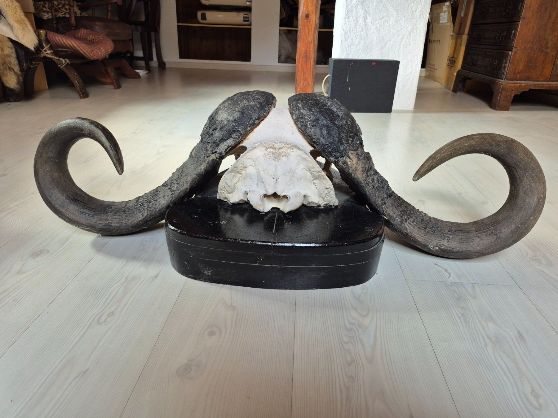 Il mondo degli animali: Trophée chasse buffle africain / Kaffernbüffel Jagdtrophäe – Usato da Treyvaux venduto da Kbh2000 6