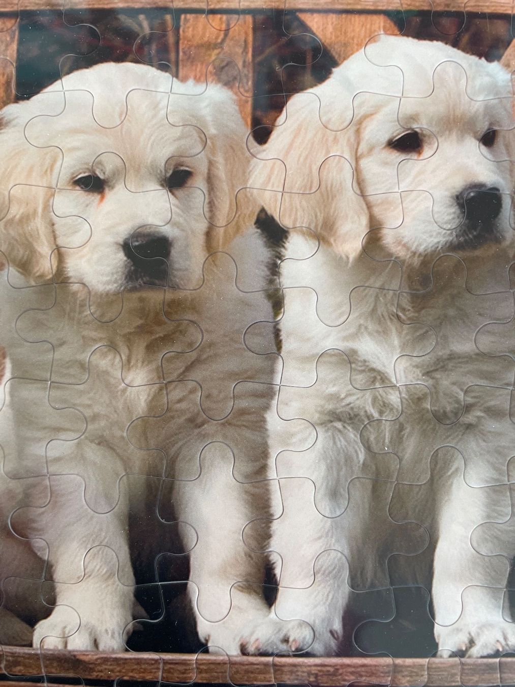 Puzzle: Puzzle Junge Golden Retrievers / Hunde Puzzle – Nuovo e nell'imballaggio originale da Füllinsdorf venduto da bienli 6