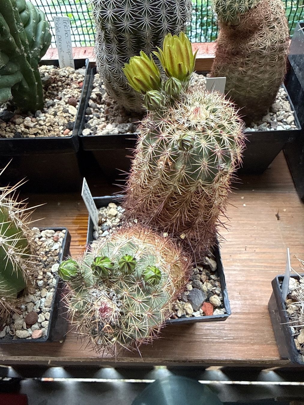Piante & sementi: Echinocereus viridiflorus Hybrid – Usato da Rorbas venduto da SimS0n 2