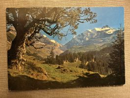 AK von Bergahorn Bergpanorama