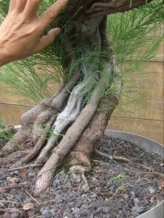 Piante & sementi: PIN AUSTRALIEN (Casuarina E.)  30g – Nuovo (secondo la descrizione) da Bremblens venduto da FIBONACCI369 2