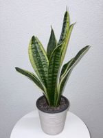 Sansevieria Pflanze Golden Flame Plant with Cache Pot 61 cm