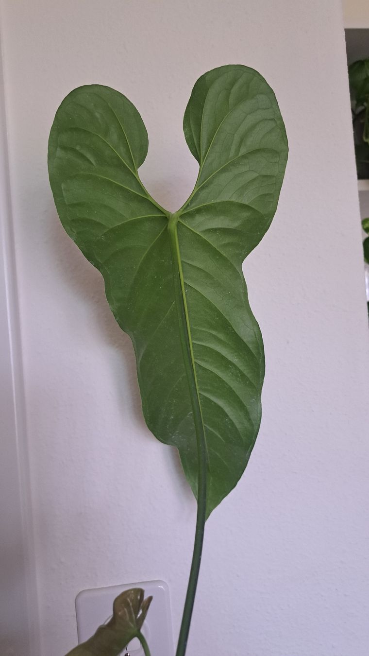 Anthurium Bullatus Steckling (Gebraucht) in Baar fr CHF 12  mit Lieferung  auf Ricardo kaufen