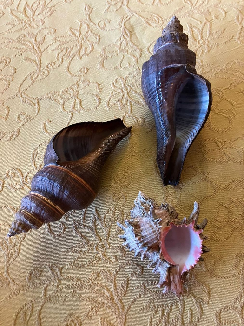 Fossilien: 3 conchiglie – Gebraucht aus Melano von H-Sara 1