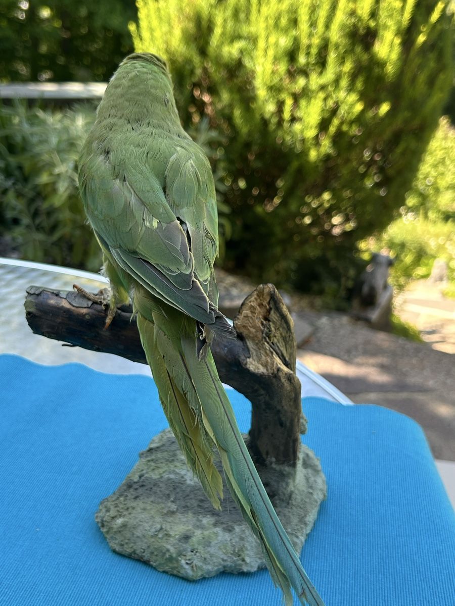 Welt der Tiere: Ausgestopfter Vogel Halsbandsittich – Gebraucht aus Langnau am Albis von Nechi 3
