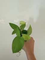 Epipremnum pinnatum neon cuttings