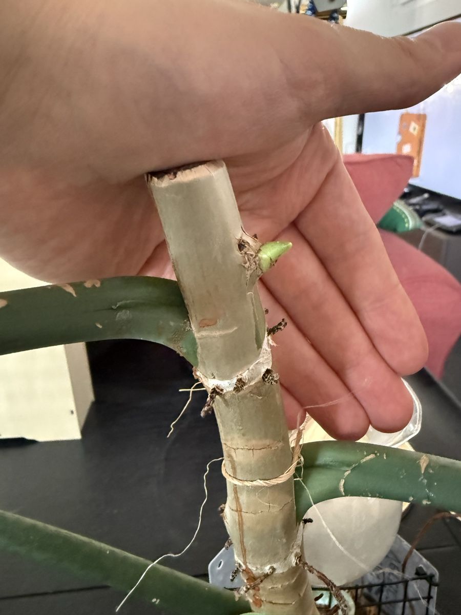 Piante & sementi: Philodendron Elegans – Usato da Morlon venduto da lucius.greenery 3