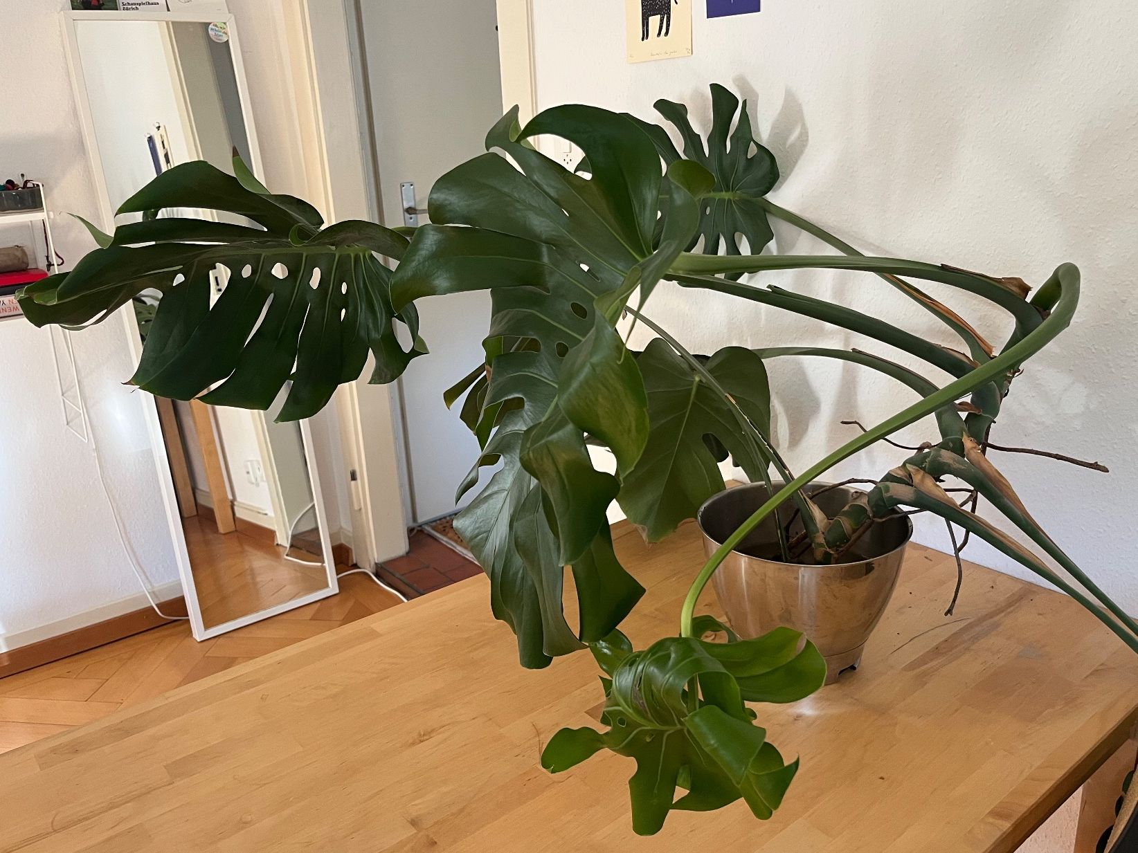 Pflanzen & Samen: Monstera – Gebraucht aus Zürich von nodnol 2