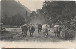 Landwirtschaft/Bauer 1900 mit Kuh-Herde GL/GR/SZ?