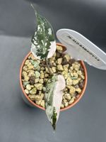 Alocasia Bambino Pink Variegata (1-9)