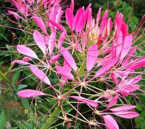 Pflanzen & Samen: 50 Samen Seltene Spinnenblume ROSE QUEEN – Neu und originalverpackt aus Rovio von POSITIFFARTandPLANTS 2
