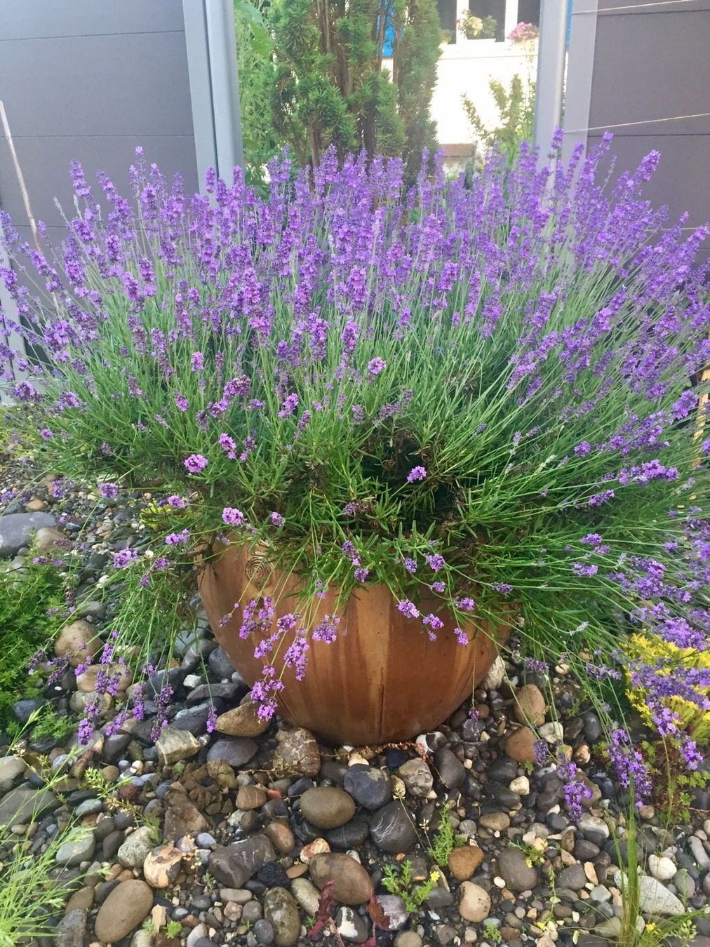 Piante & sementi: Lavandula Angustifolia - LAVENDEL – Nuovo (secondo la descrizione) da Buchs AG venduto da fischli610