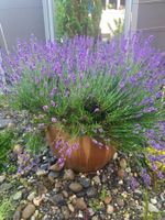 Lavandula Angustifolia - LAVENDEL