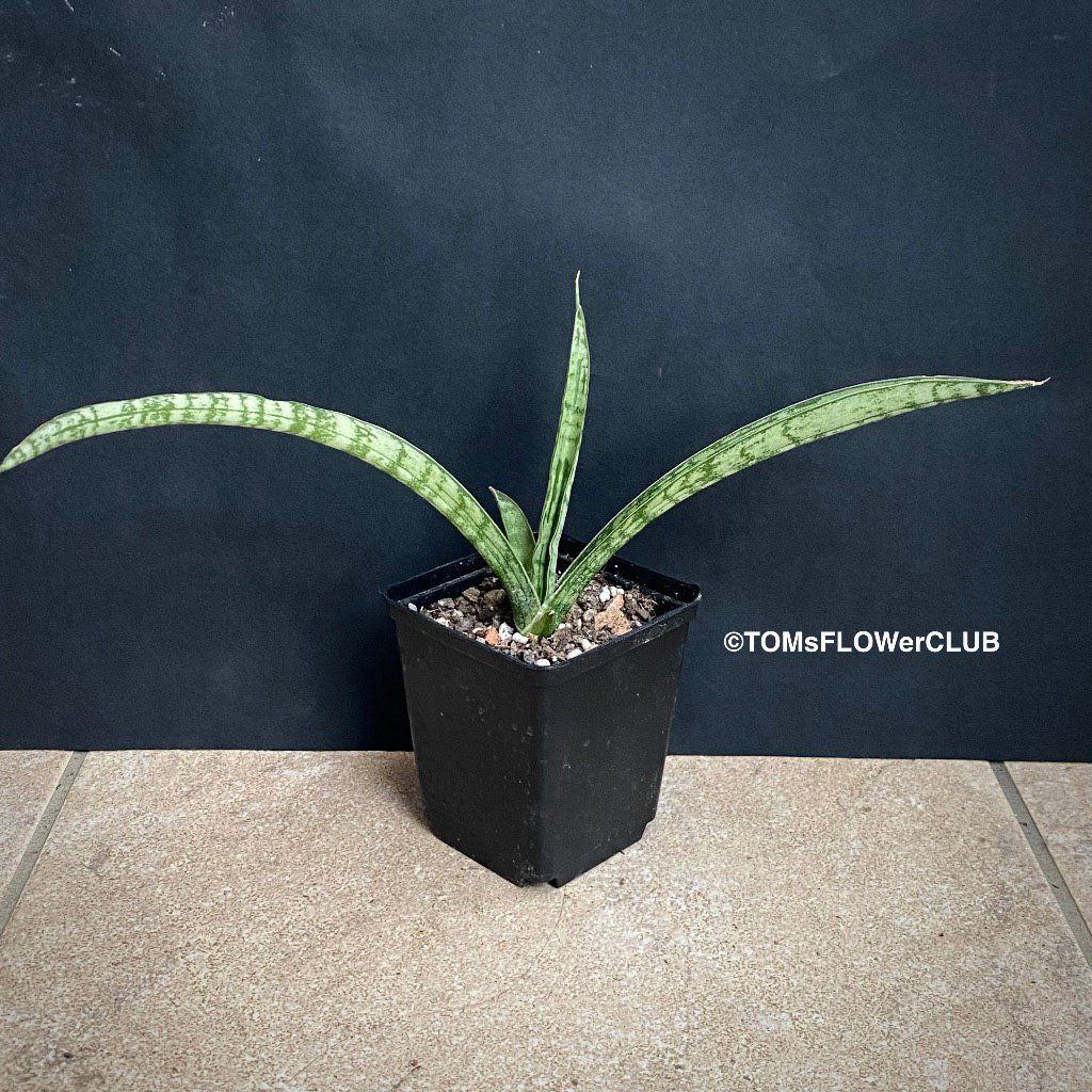 Piante & sementi: Sansevieria Crocodile Rock - 100% Bio-Anzucht – Nuovo e nell'imballaggio originale da Adliswil venduto da astom369 1
