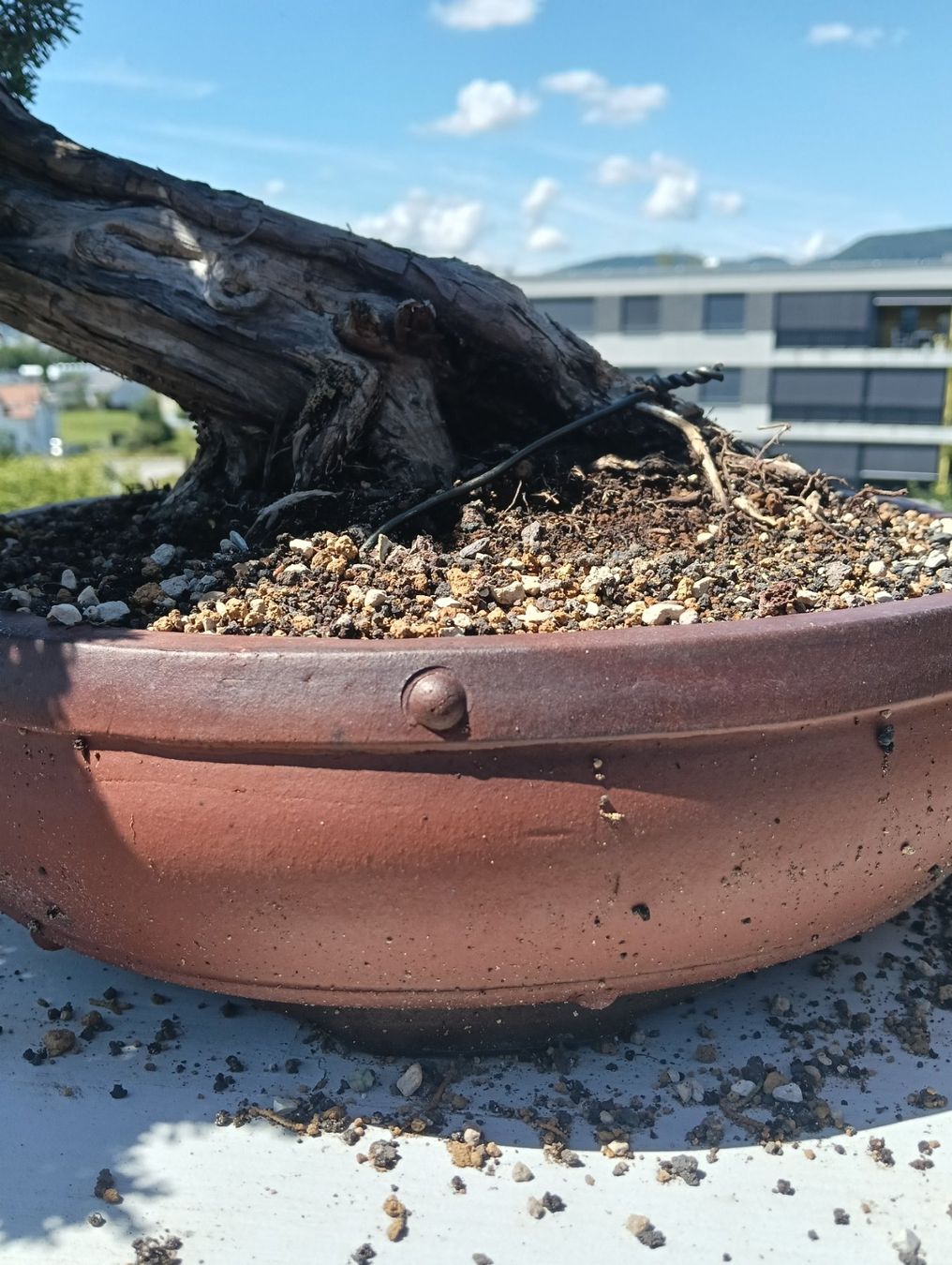 Pflanzen & Samen: Bonsai Wacholder – Gebraucht aus Buchs AG von Marcolino08 2
