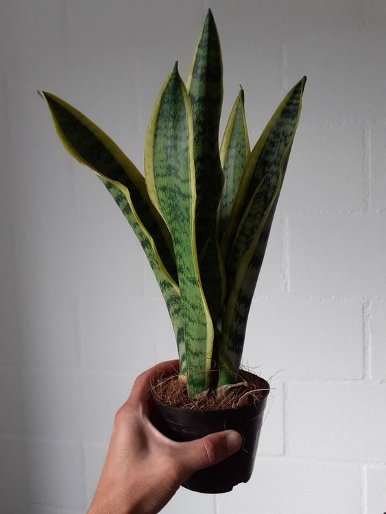 Sansevieria Trifasciata Kaufen Auf Ricardo 