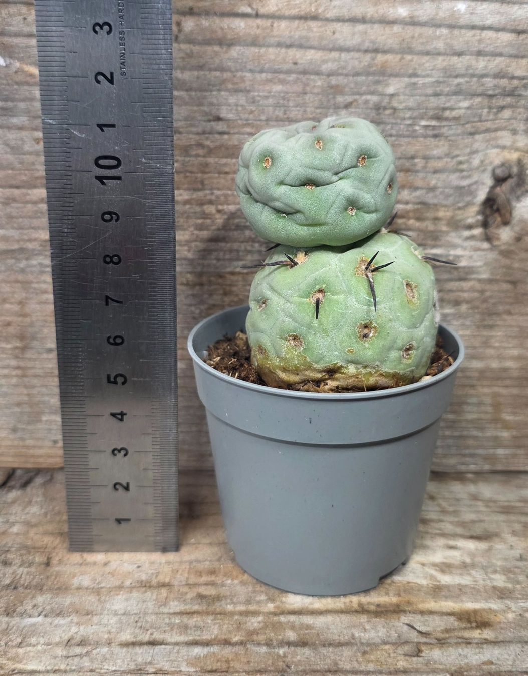 Piante & sementi: Tephrocactus Geometricus – Nuovo (secondo la descrizione) da St.Erhard venduto da Plumilandschweiz 2