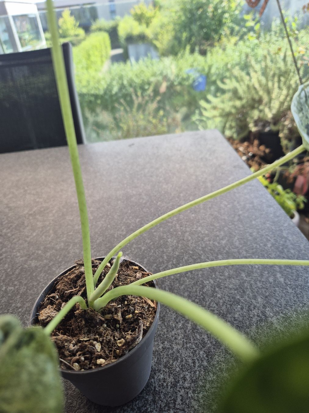 Piante & sementi: Alocasia Dragon Scale Mint Variegata – Usato da Urtenen-Schönbühl venduto da Pflanzenherberge 1