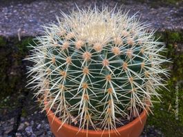 Echinocactus Grusonii – „Schwiegermuttersitz" - Kaktus