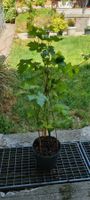 Weinrebe Lakemont Jungpflanze im Topf kernlos