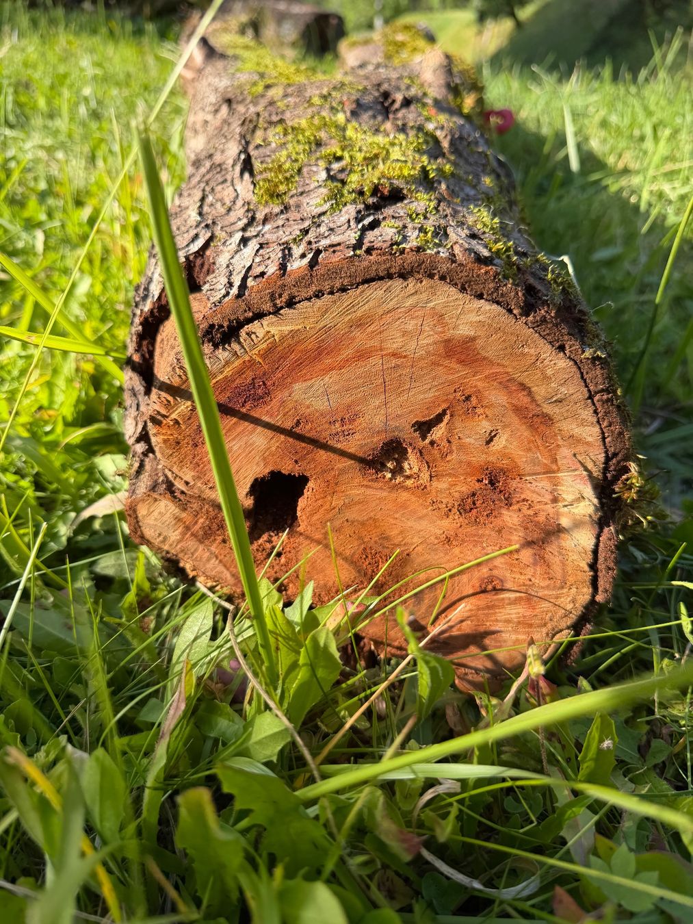 Articoli in legno: Holzstamm Zwetschgen verwittert – Usato da Huttwil venduto da Burk3