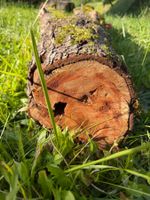 Holzstamm Zwetschgen verwittert