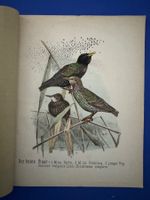 Wohin und warum ziehen unsere Vögel. 1876. farbige Tafel