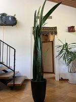 XXXL Schwiegermutterzunge