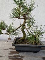 Bonsai 