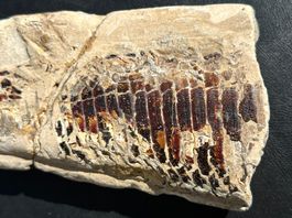 Grosses Fischfossil mit tollen Details
