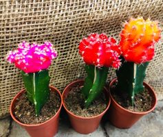 3 STK x 10 cm FLUO FARBIGE IBRIDE KAKTEEN SAMMLUNG SET