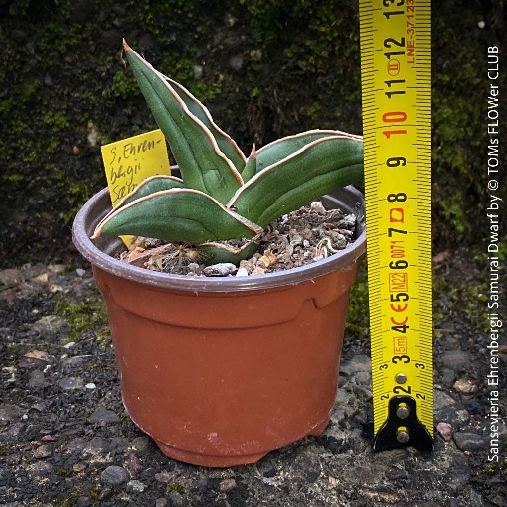 Piante & sementi: Sansevieria Ehrenbergii Samurai Dwarf - absolut robust – Nuovo e nell'imballaggio originale da Adliswil venduto da TAKEYOURPLANT 6