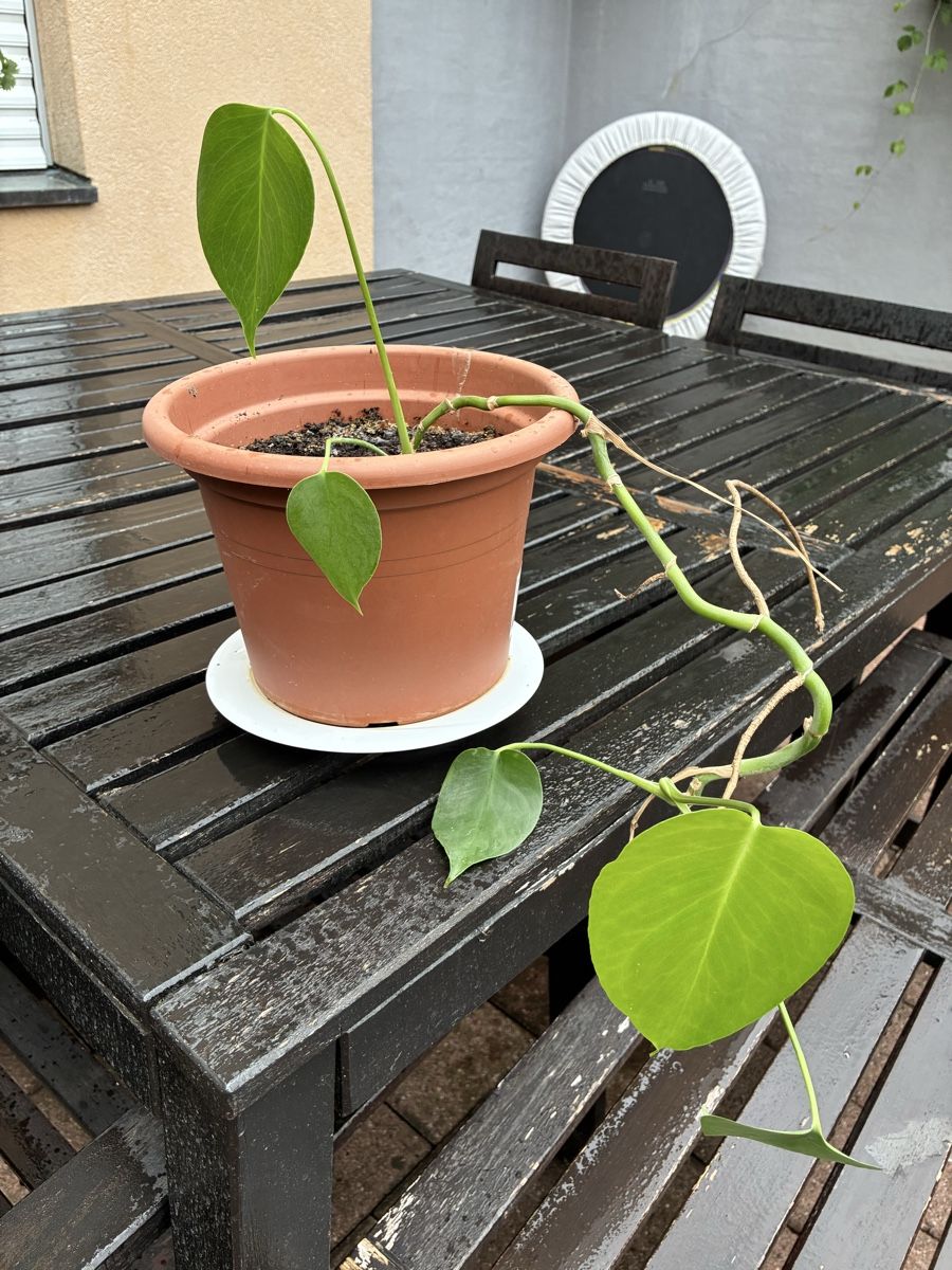 Pflanzen & Samen: Monstera Ableger – Neu (gemäss Beschreibung) aus Adlikon von kathrinemma