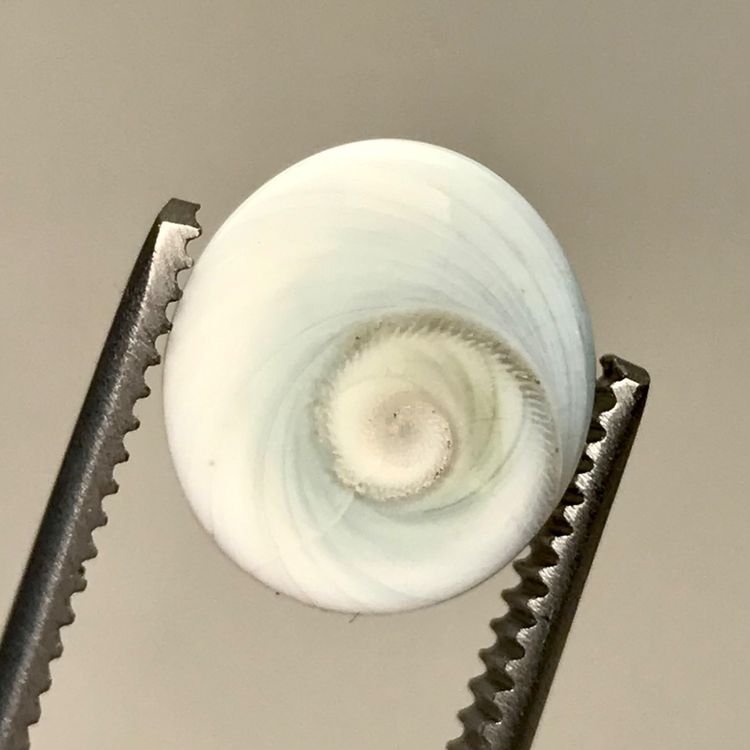 seltenes Shiva Auge, Smaragd Grünes Operculum, Thailand (Neu (gemäss ...