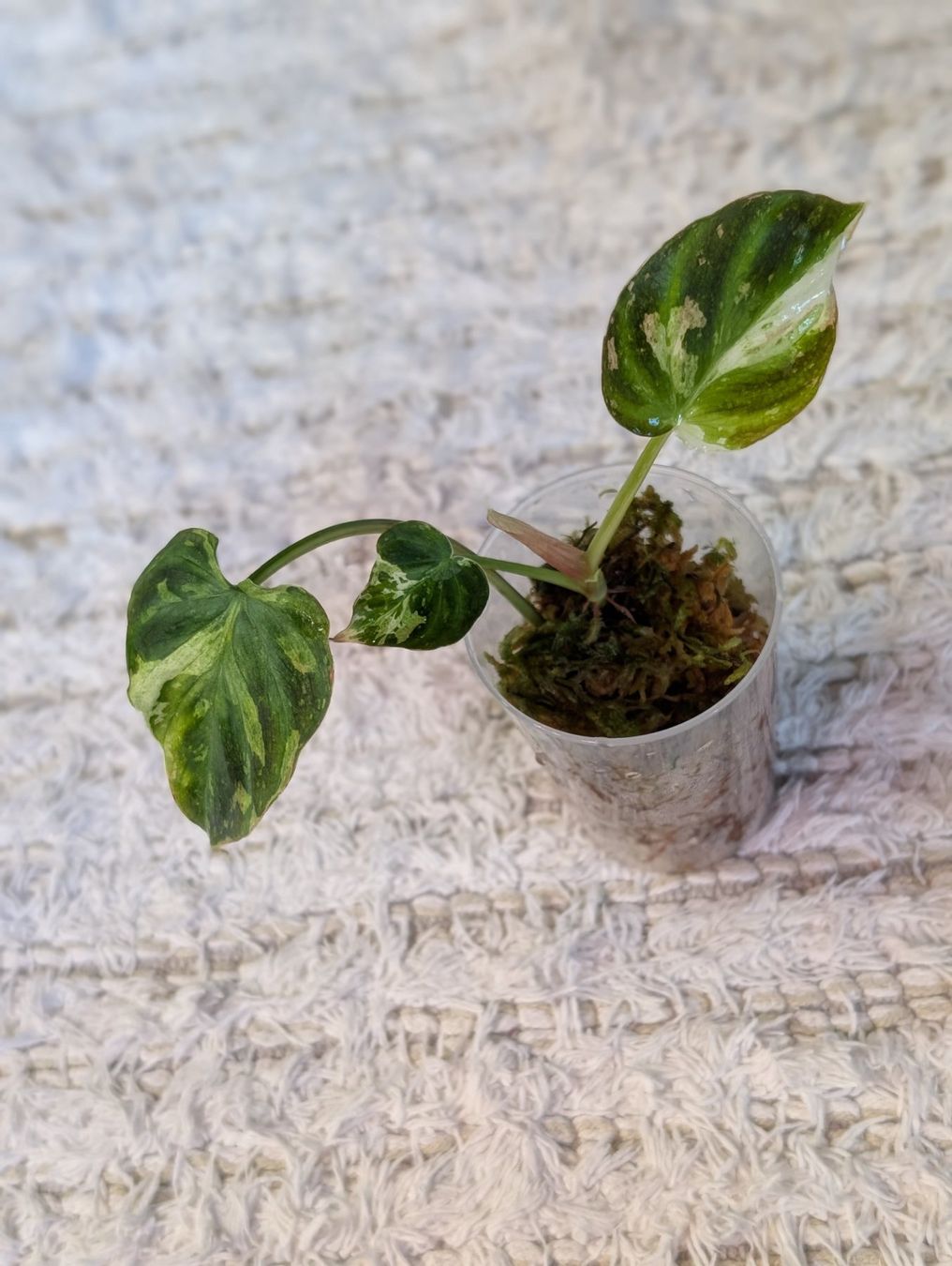 Piante & sementi: Philodendron Verrucosum Pink Galaxy Variegata – Usato da Faulensee venduto da plantmama