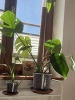Monstera Deliciosa (von XL Mutterpflanze)