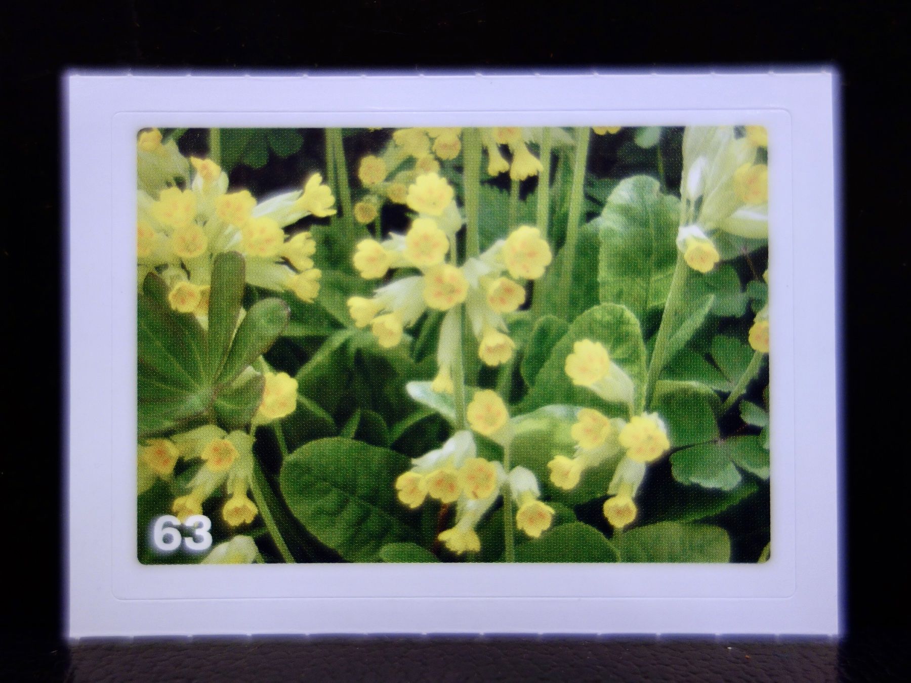 Migros Carte collezionabili: MIGROS MANIA Nature Detectives Nr. 63 – Nuovo e nell'imballaggio originale da Kerzers venduto da djstarsky73